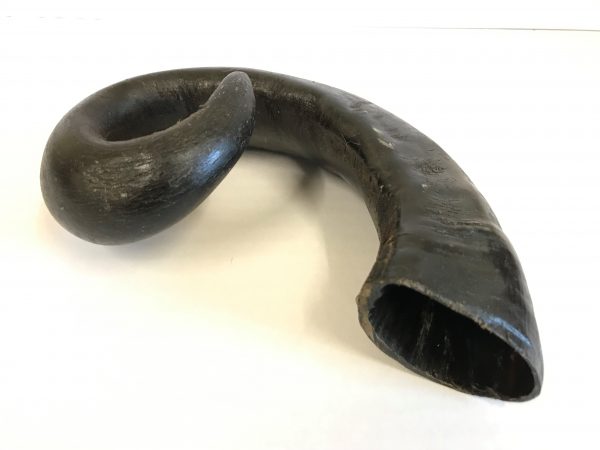 Buffalo Horn